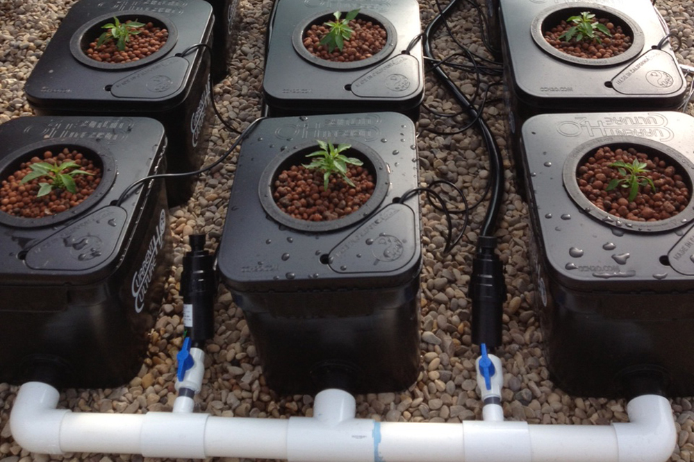 Under Current Hydroponics by Current Culture (CCH2O) - GROZINEGROZINE