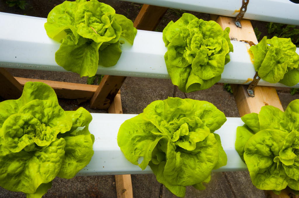Tom Thumb” lettuce variety grown out from organic seeds.