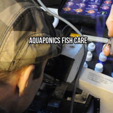 Aquaponics Fish Care January 26, 2015