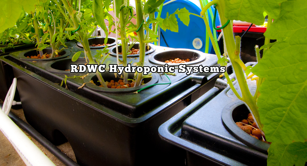 Rdwc Hydroponic System Diy