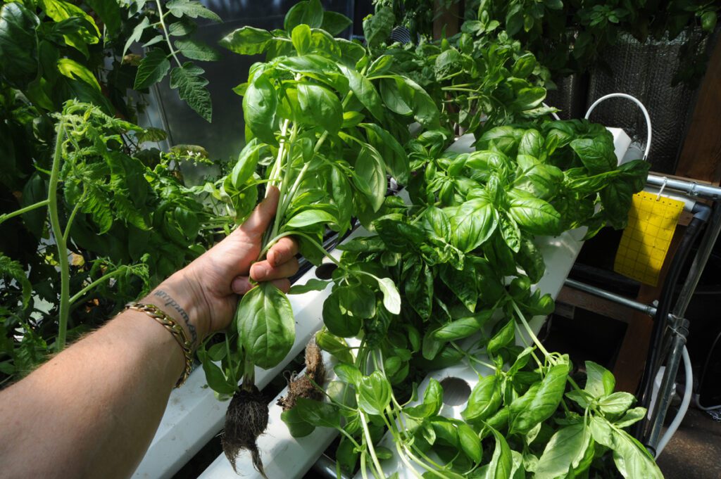 harvesting hydroponic basil