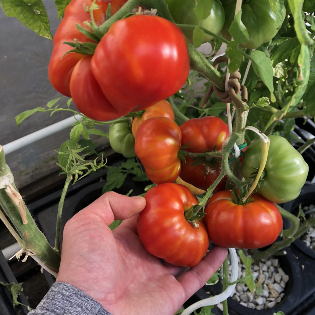 hydroponic tomatoes