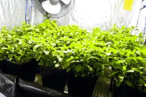 25 days-rock-spearmint-front view