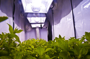 32 days-long view down grow chamber after transplant