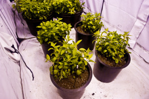 32 days-plot 2 one plant per 5 gallon pot