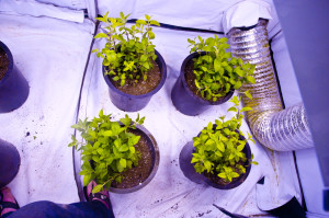 32 days-plot 3 one plant per 5 gallon pot