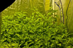 32 days-spearmint plants-grow tent before transplant