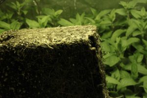 32 days-spearmint roots at transplant