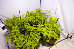 32 days-spearrmint 4 plants per 10 gallon tub