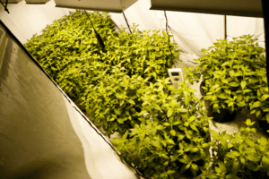 47 days-rock spearrmint-plots testing