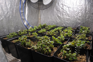 new growth-establishing plants