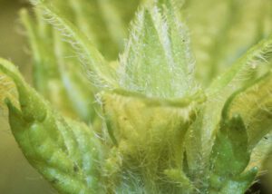plant trichomes speamint ZOOM web