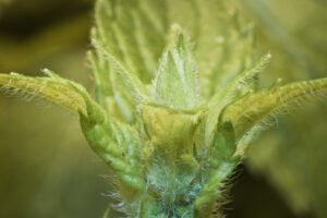 plant trichomes speamint tip resinator web