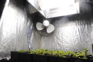 spearmint plants-10 days in-growtent