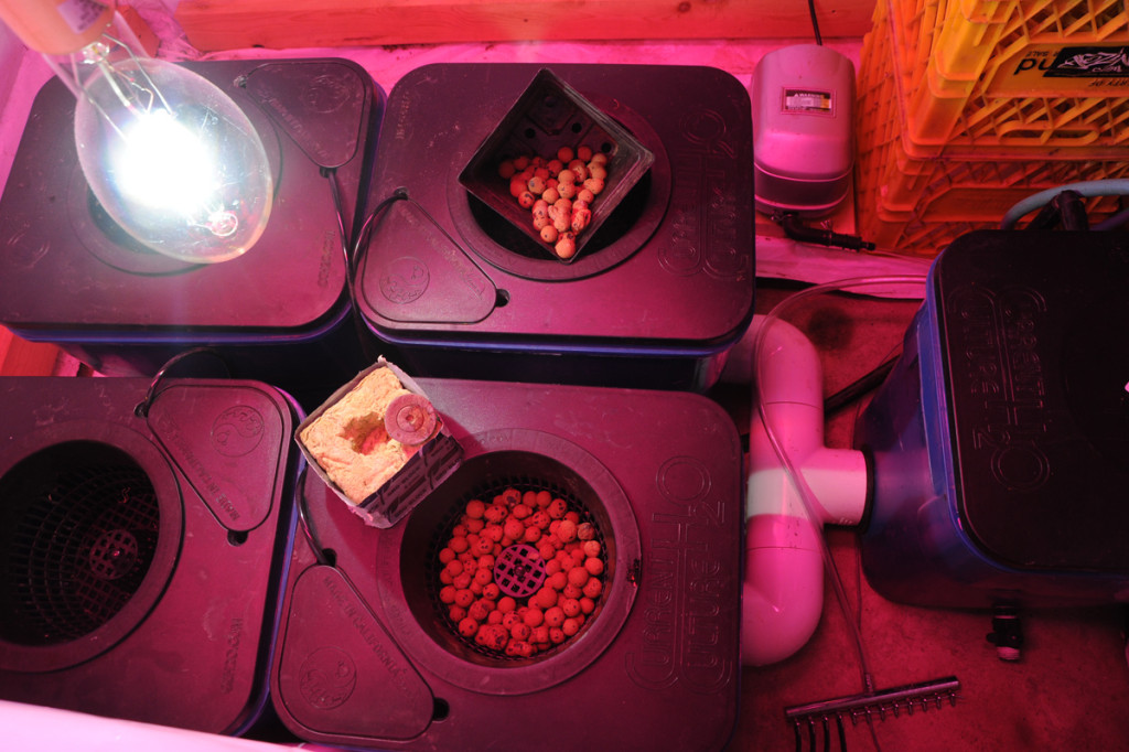 Dissolved Oxygen in Hydroponics GROZINEGROZINE