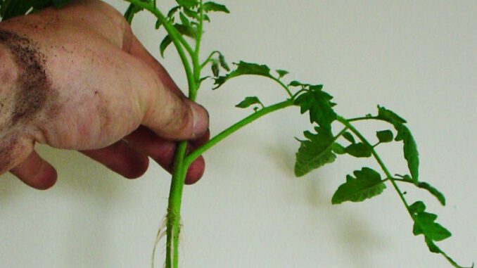 FIMING plants hydroponics grozine