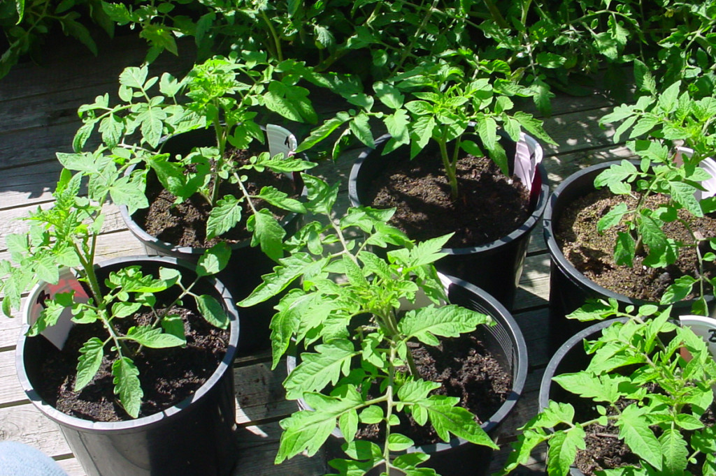 beneficial soil life tomatoes