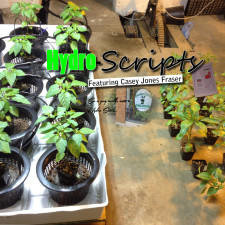 Spider Mite Treatments Hydro Scripts for Pest Cures