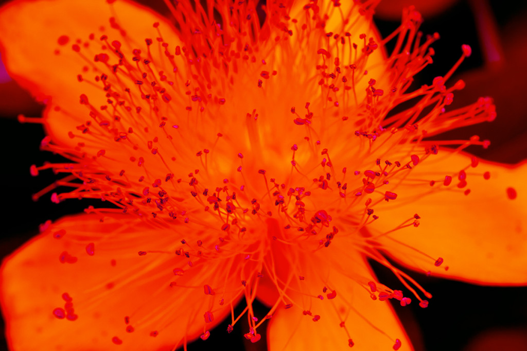 grozine hydroponics macro flower stamen