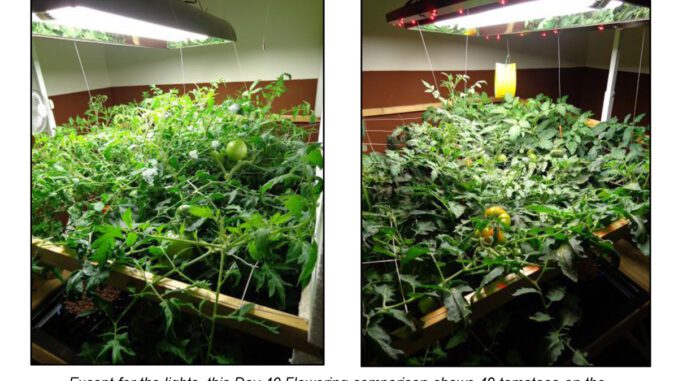 inda-gro-induction-lights-growing-trial
