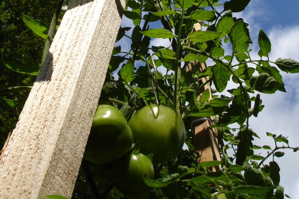 organic garden tomatoes