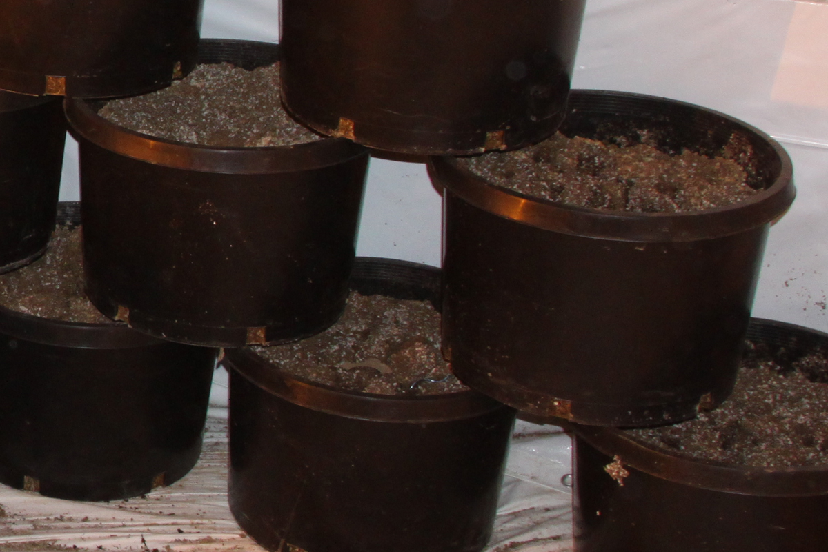 reusing soil after harvest GROZINE