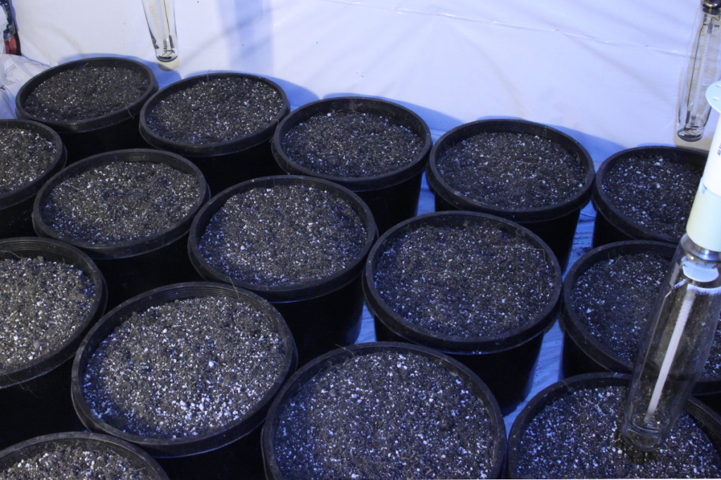 soilless ready to plant