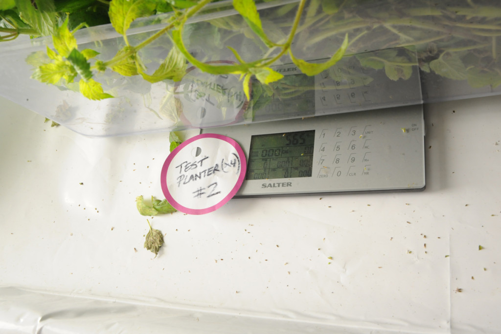 spearmint harvest weighing