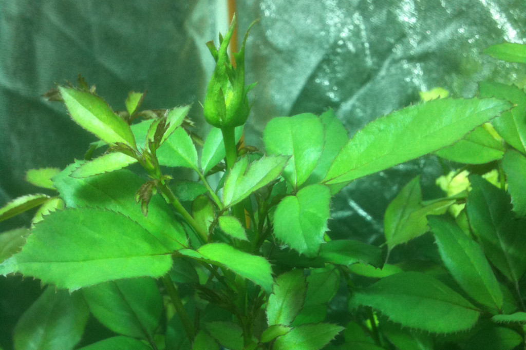 super cropping roses hydroponics grozine