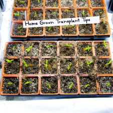 Transplanting Grow Tips Hydroponics to Soil