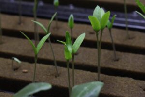 hydroponic seedlings to transplant