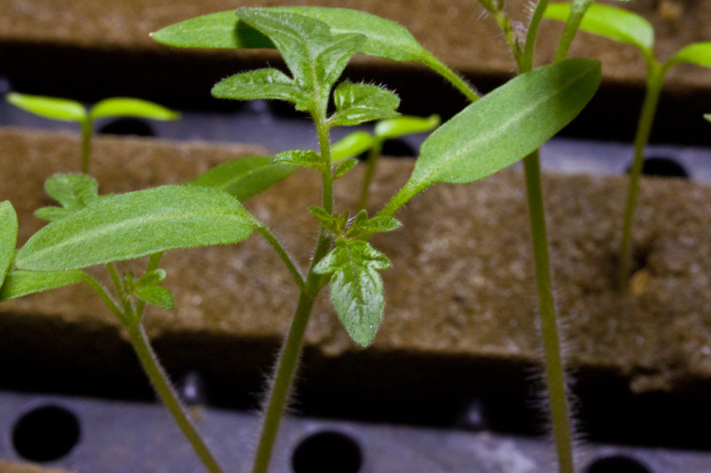 hydroponics grown tomato transplant