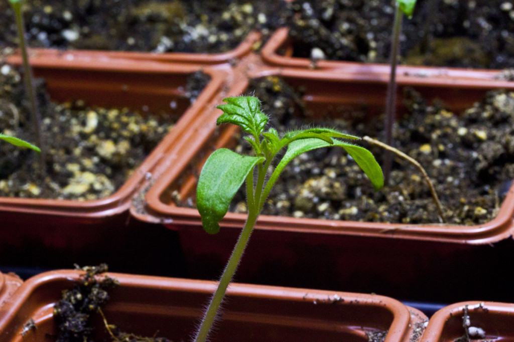 soil grown tomato transplant