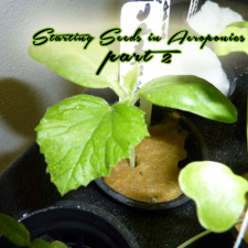 Aeroponic Seed Starting Test Results