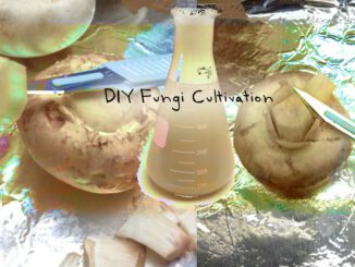 diy fungi cultivation