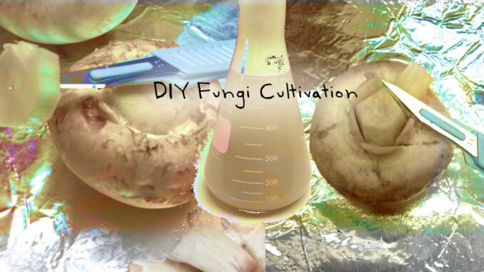 diy fungi cultivation