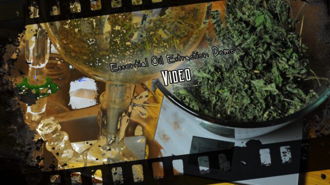 essential oil extraction demonstration video essential oil extraction demonstration video