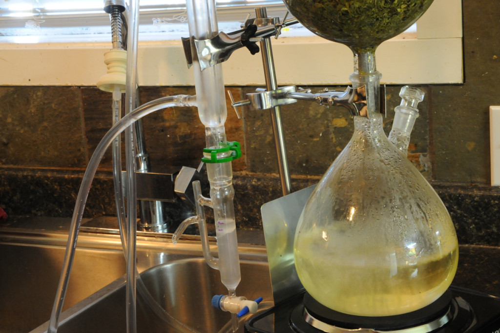 garden herbs essential oils extracts steam distillation