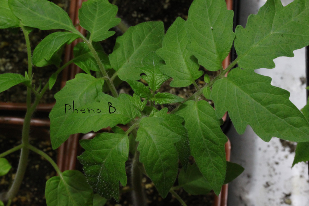 hydroponics tomatoe plants phenotype b