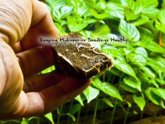 keeping hydroponics seedlings healthy