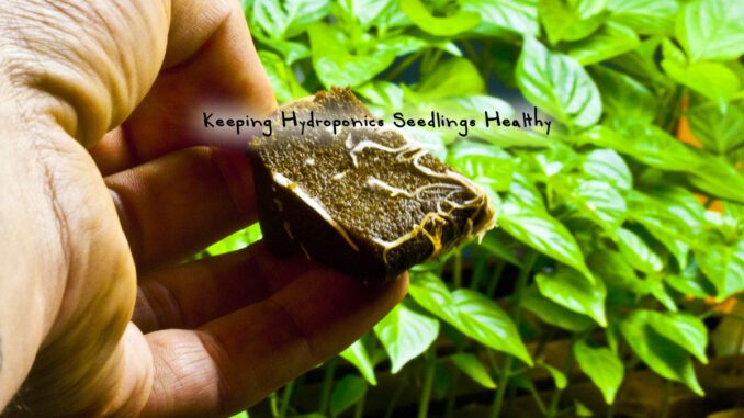 keeping hydroponics seedlings healthy