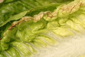 tip burn in lettuce crop