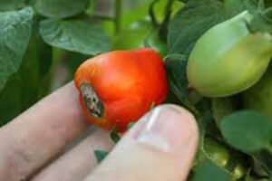 tomato end rot disease