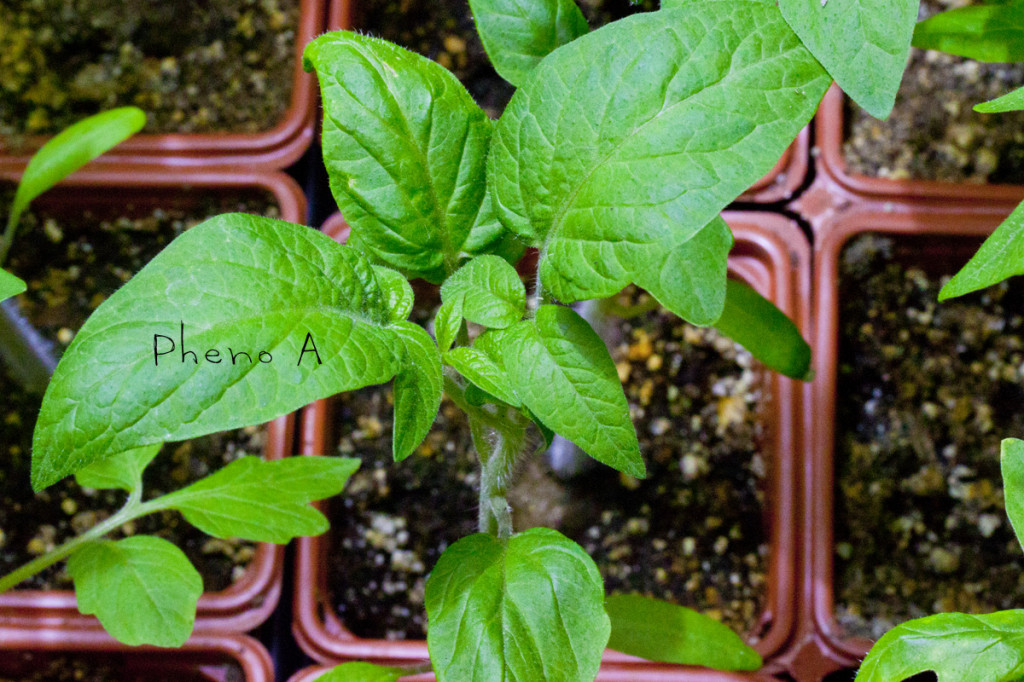 tomatoe plants phenotype a