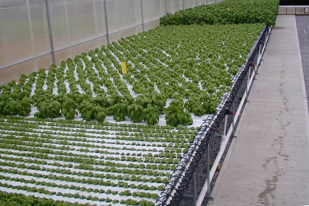 american hydroponics nft basil growing systems