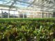 american hydroponics nft systems
