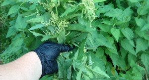 harvesting stinging nettle