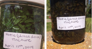 stinging nettle tinctures