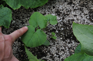 11-young squash seedling soilless growing