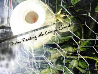 Foliar Feeding with Calcium Chloride